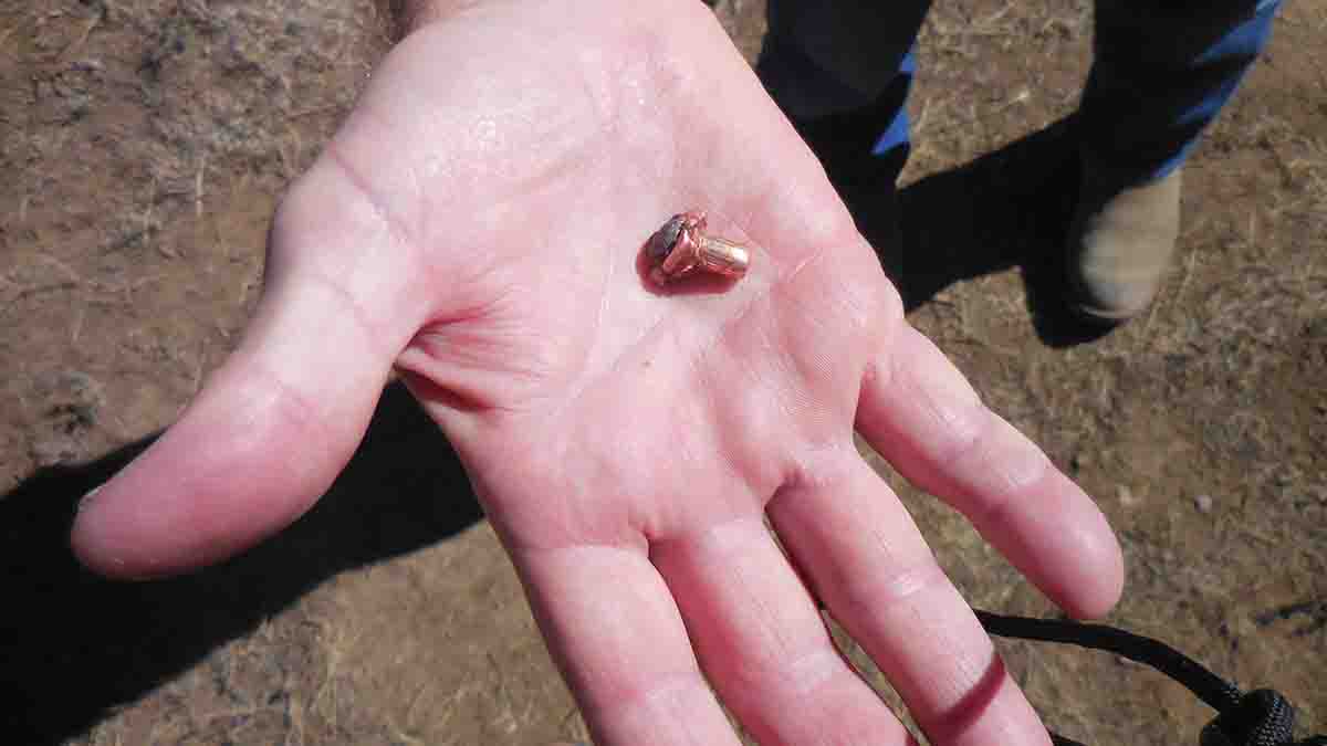 Many hunters believe cup-and-core boat-tails are more likely to lose their core than flatbase bullets, but an analysis of John’s large collection of recovered big-game bullets does not show any significant difference. This Hornady 143-grain ELD-X was  recovered after a rear-angling shot on a 300-plus pound New Mexico buck mule deer.